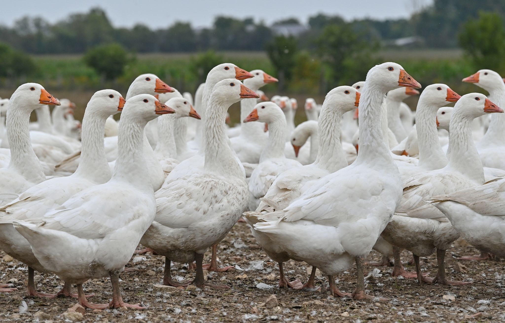 Teurere Festtagsgans – Vogelgrippe wirkt sich aus