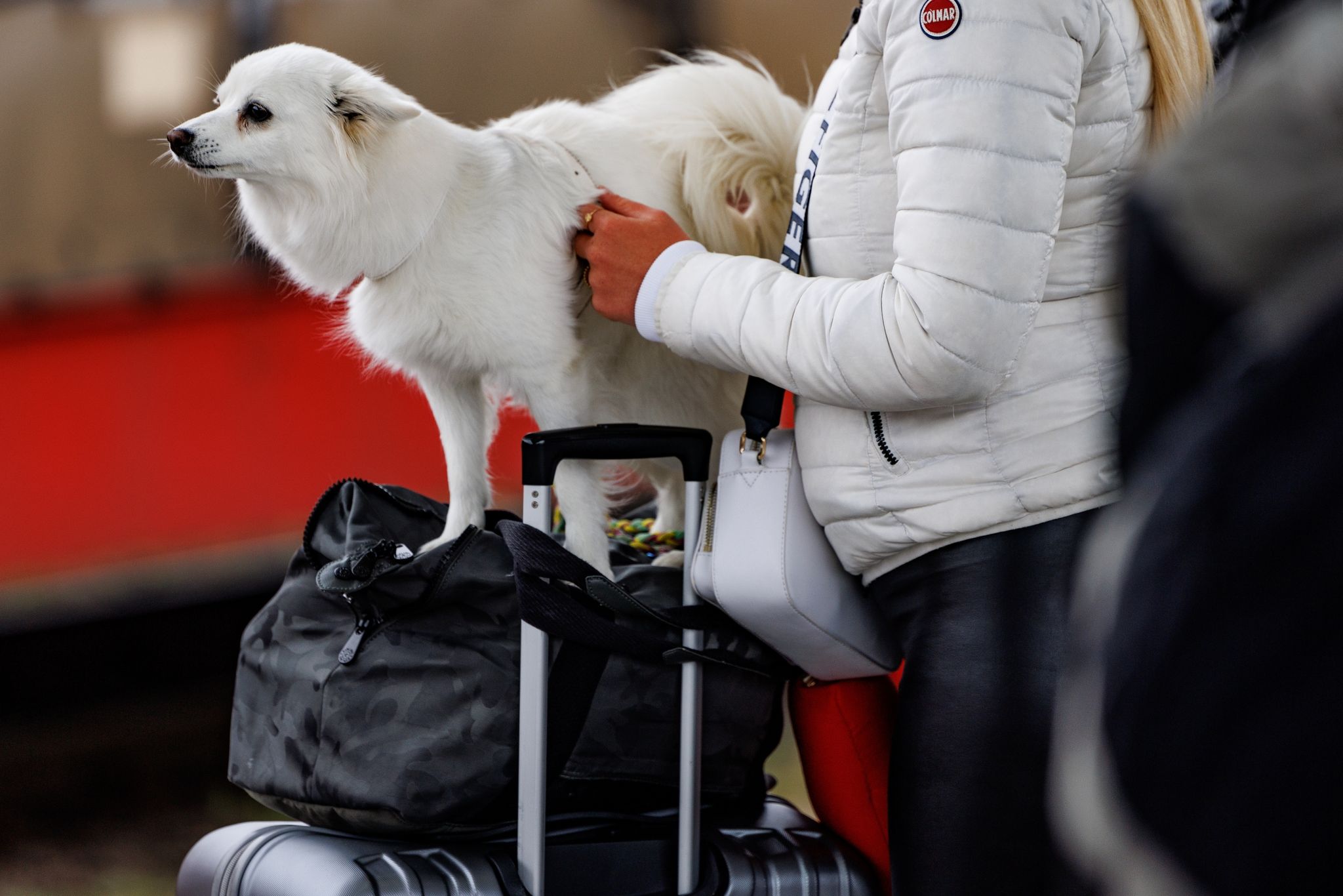 Bahn bietet Hunde-Fahrkarte jetzt auch als Online-Ticket an