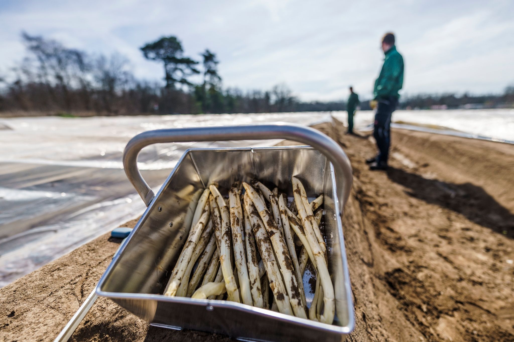 Spargelzeit beginnt – Zukunftssorgen bei den Bauern