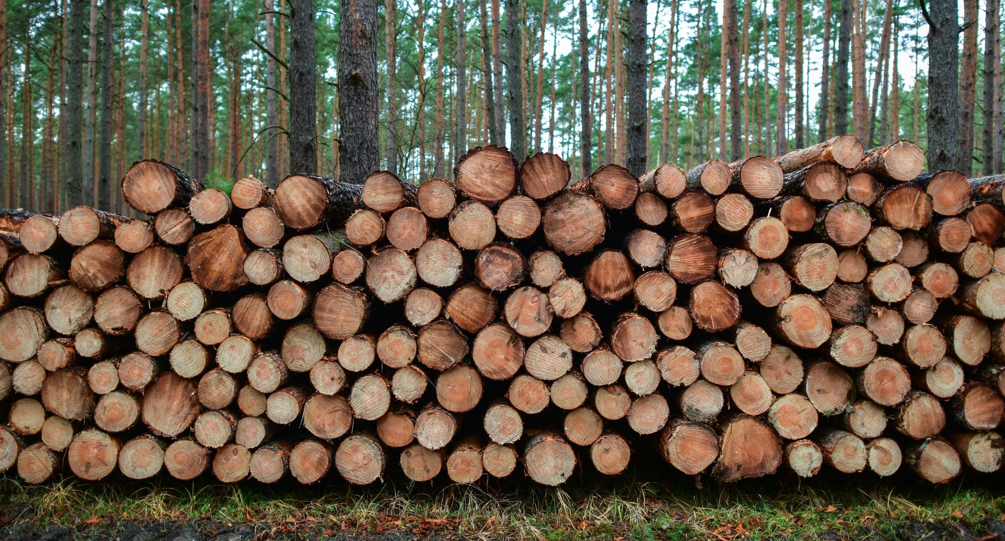 Zu schade zum Verbrennen – Der Kampf ums Holz