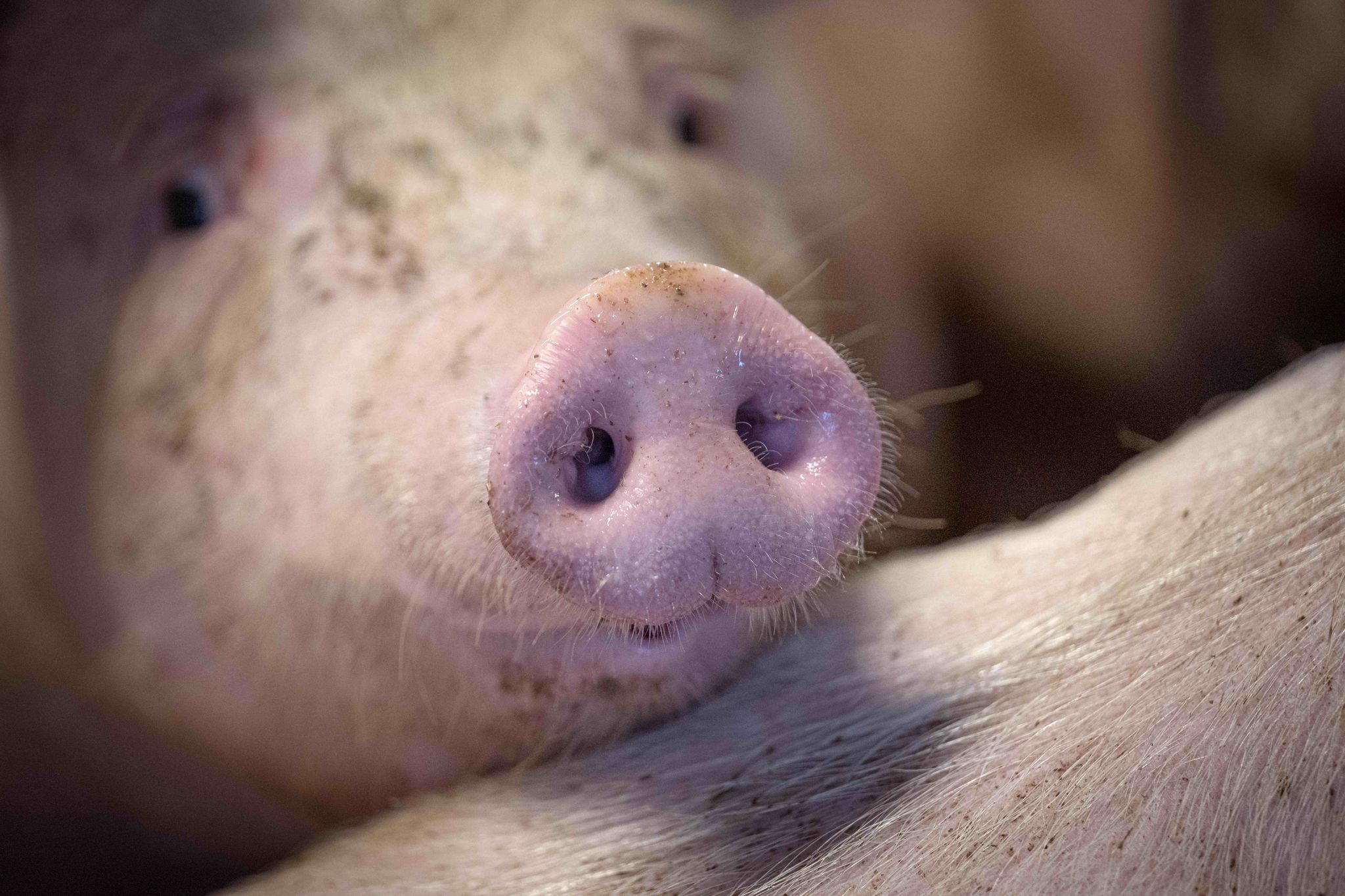 Strengere Tierschutzvorgaben in Ställen und bei Haustieren