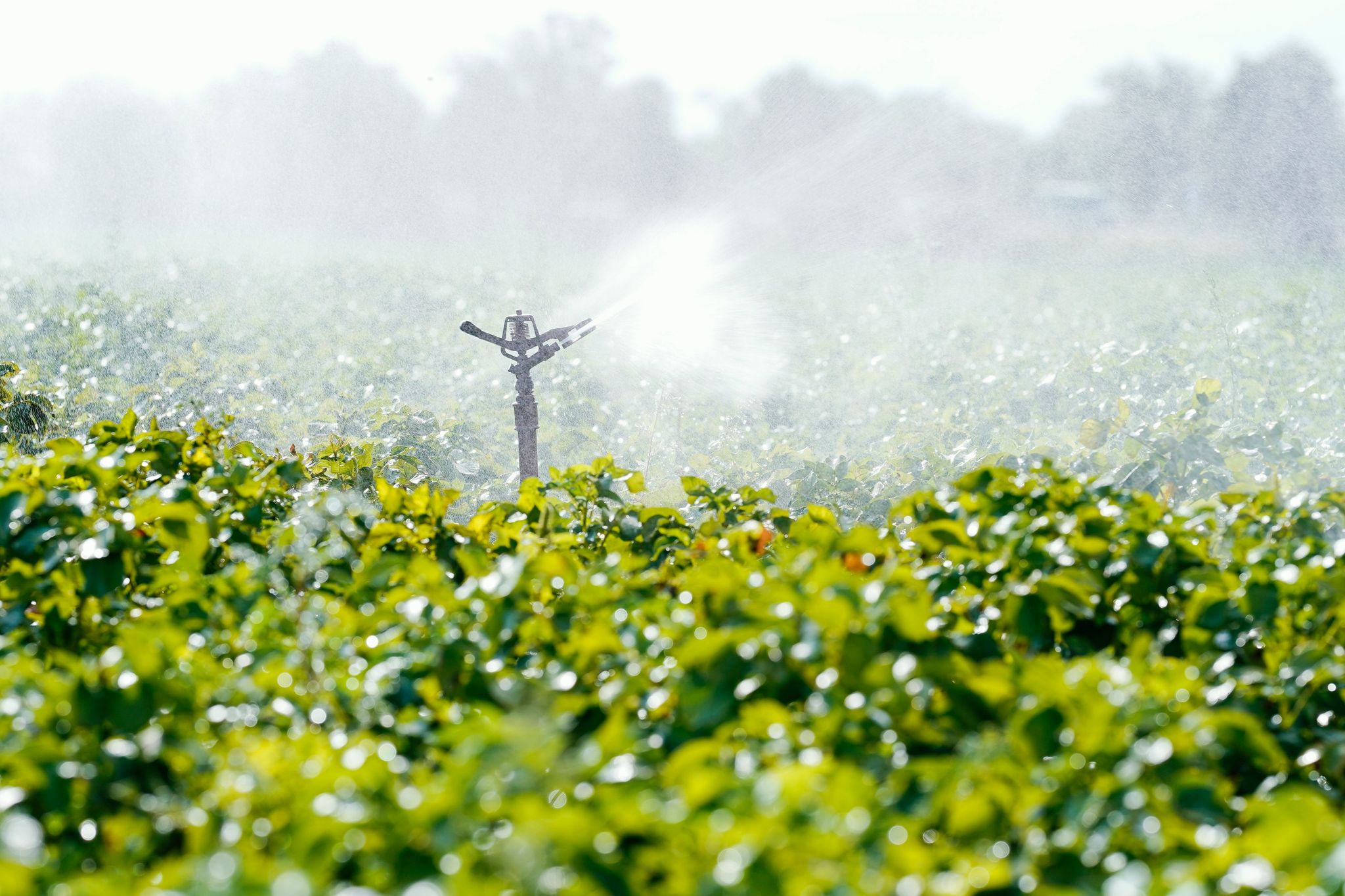 Dürren: Landwirte müssen vermehrt für Wasser zahlen