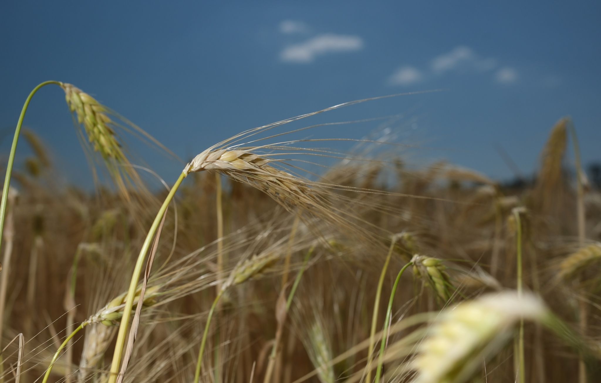 Schlechtere Getreideernte wegen Trockenheit erwartet