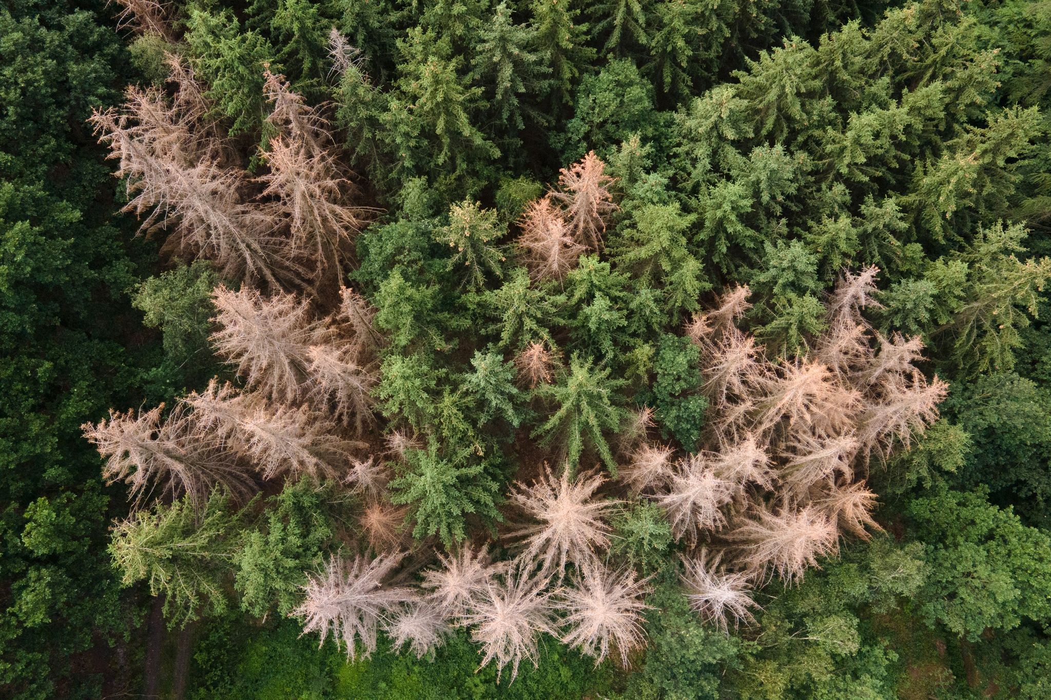 Trockenheit und Schädlinge belasten die Wälder