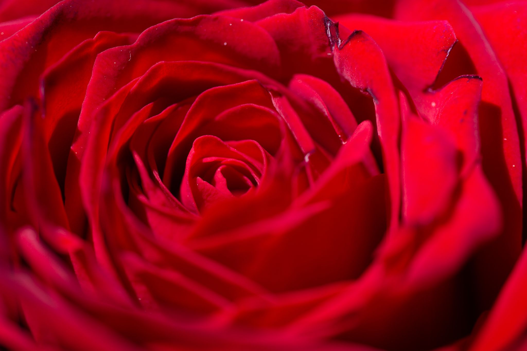 Preisaufschlag für Schnittblumen am Valentinstag