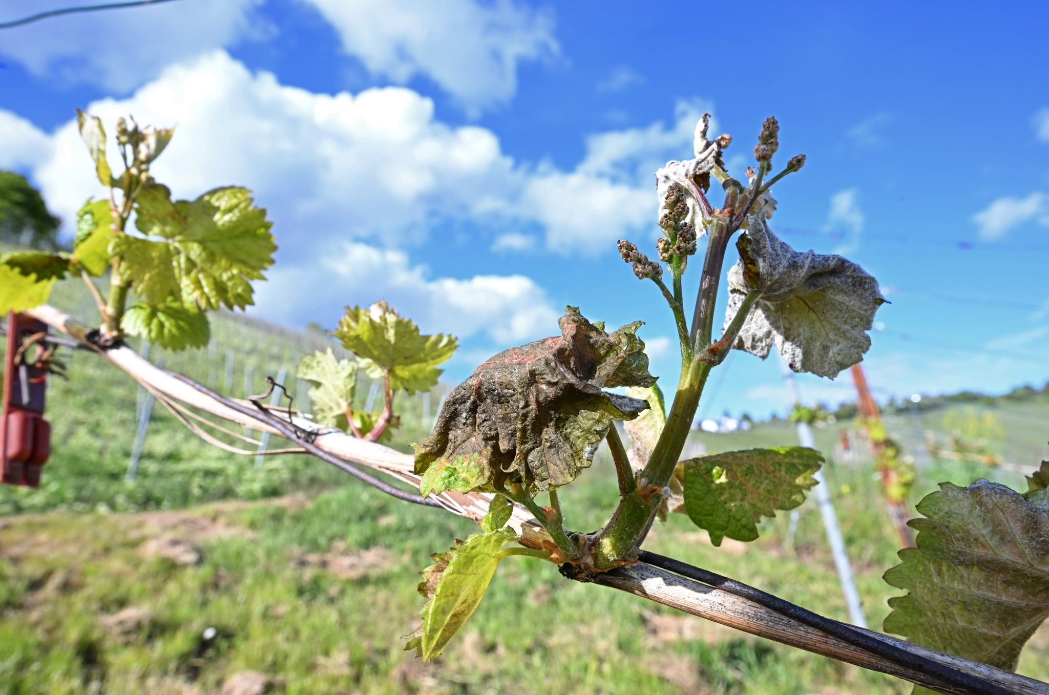 Weininstitut erwartet nach Spätfrost kleinen Preissprung