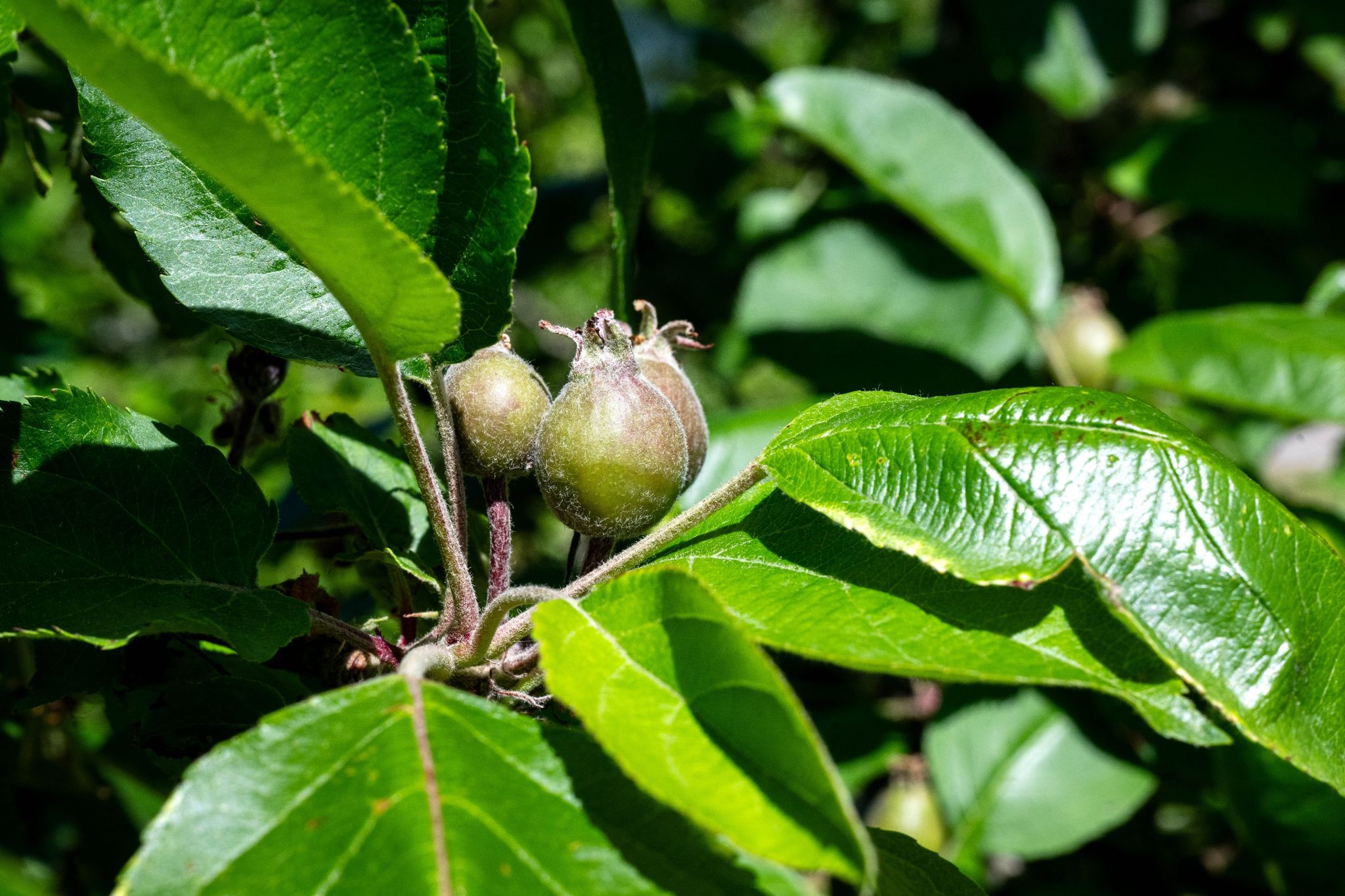 Frühe Obstblüte könnte Apfelernte schmälern