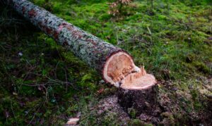 EU-Kommission will geplantes Waldschutzgesetz abschwächen