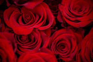 Zum Valentinstag wollen weniger Menschen Geschenke kaufen